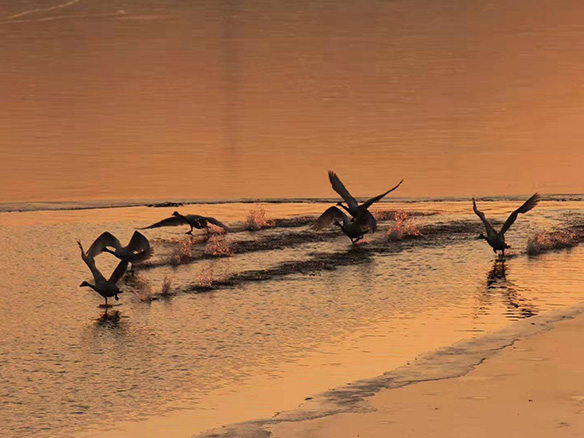 412MW！錦州陽光獲國電投青海高效雙面組件訂單